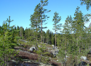skog3